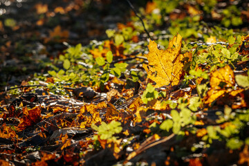 Close-up of golden autumn leaves scattered on the forest floor, illuminated by warm sunlight. Green plants add contrast, creating a vibrant fall scene.