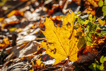 Close-up of golden autumn leaves scattered on the forest floor, illuminated by warm sunlight. Green plants add contrast, creating a vibrant fall scene.