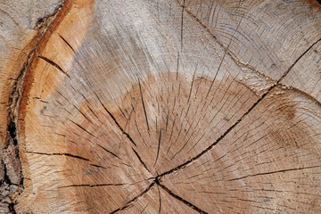 Fototapeta premium Close-up of tree trunk cross-section with growth rings 