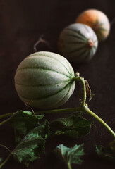 Baby melons on vine with leaves on dark background. Still life for painting. Vertical image.