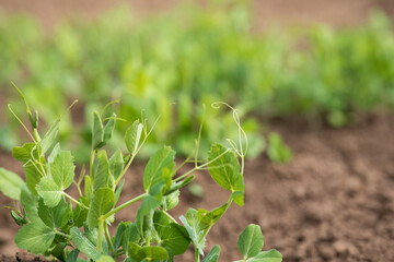 Young pea plants growing in field
