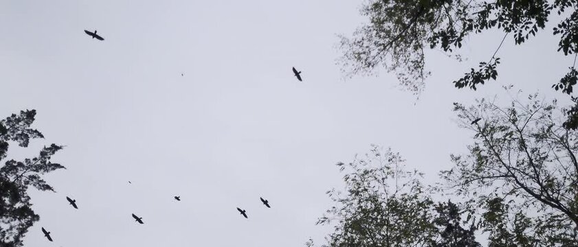 Slow motion shot of crows silhouettes flying around the trees. Cloudy evening high contrast scene.