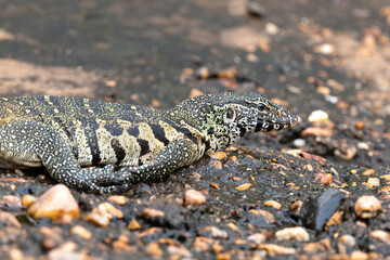 Fototapeta premium Varan du Nil, Varanus niloticus