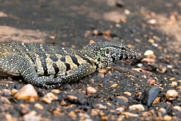 Varan du Nil, Varanus niloticus