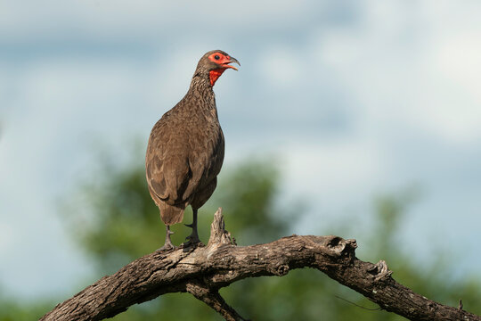 Francolin de Swainson,.Pternistis swainsonii, Swainson's Spurfowl