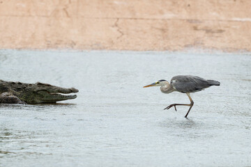 Crocodile du Nil , Crocodylus niloticus, Héron cendré, Ardea cinerea, Grey Heron, Afrique du Sud
