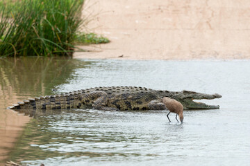 Crocodile du Nil , Crocodylus niloticus, Ombrette africaine,. Scopus umbretta, Hamerkop, Afrique du Sud