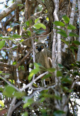 Avahi occidental, lémurien, Avahi occidentalis, Madagascar