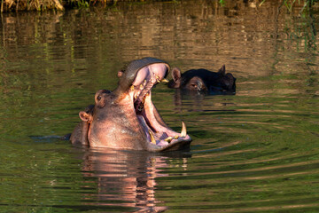 Hippopotame, Hippopotamus amphibius, Afrique du Sud