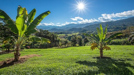 Lush green landscape with banana trees and a mountain range in the background, under a bright blue sky with a sun flare.