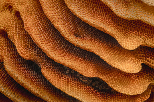 A huge natural beehive. The bees built a natural beehive on a tree. Many bees are nesting in the hive. A natural beehive.