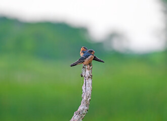 Pair of Barn Swallows on a Dead Tree