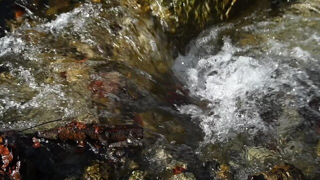 Closeup of a small waterfall from a mountain stream in an autum forest, slow motion