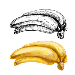 Branch fresh banana. Vintage vector hatching color hand drawn illustration isolated on white background