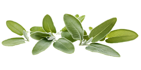 Close-up of green leaves in semi-circle. Slightly curled, vibrant mint or sage leaves. isolated transparent background. No text or objects. Sense of depth and perspective. Alpha mask.