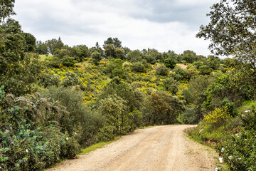 Beautiful landscape with wildflower meadows in Parque Natural do Vale do Guadiana, near Mertola, Portugal, Alentejo