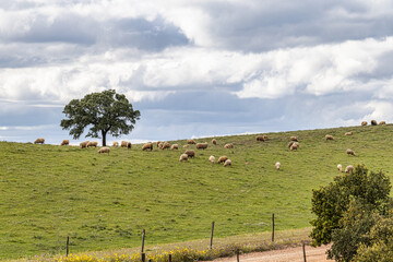 Beautiful landscape with wildflower meadows in Parque Natural do Vale do Guadiana, near Mertola,...