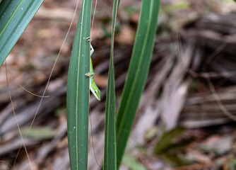 Colorful and curious small lizard on the beach in Amelia Island Florida shows its curiousity peering around a small tropical plant