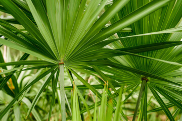 Colorful palm style plants on Amelia Island in Florida