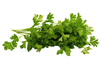 Bunch of fresh parsley on isolated transparent background. Green leaves forming vibrant contrast. Central position drawing attention to freshness and natural beauty. Fresh herb isolated on white.