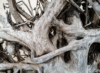 Twisted jumble of Dead Driftwood on a deserted beach on Amelia Island in Florida