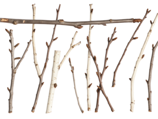 Collection of twelve dry birch branches in grid pattern on alpha layer. Brown, white colors, reddish hue. Symmetrical arrangement, branches overlap. Various lengths, adding depth to composition. Png.