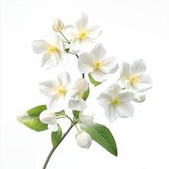 Obraz premium Blooming apple tree branch with delicate white flowers on white background