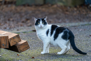 eine streunende Hauskatze in einem Hinterhof
