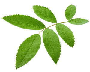 Rose Hip leaves isolated on white background, full depth of field