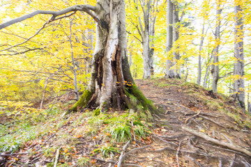 Autumn forest with a large tree trunk, exposed roots, and golden leaves. The scenic woodland path highlights the vibrant colors and textures of the fall season