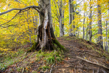 Autumn forest with a large tree trunk, exposed roots, and golden leaves. The scenic woodland path highlights the vibrant colors and textures of the fall season