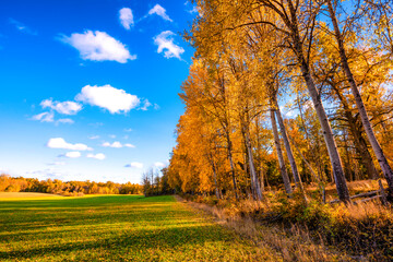 autumn landscape with trees and sky