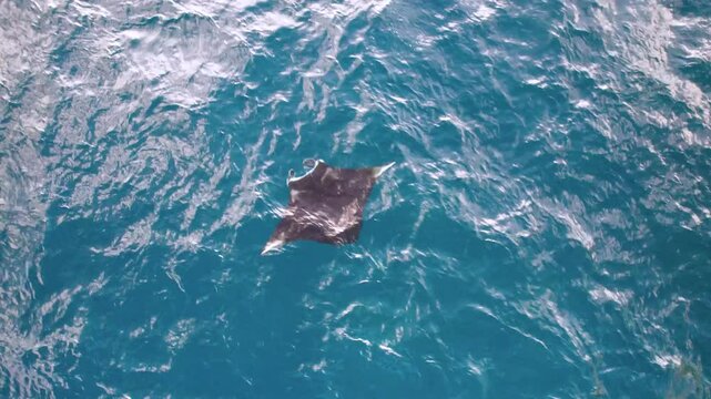 Raie Manta nage dans la mer au travers des rayons du soleil vu du ciel, Indon&eacute;sie, Bali, Asie