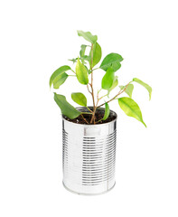 Recycling concept. Metal can with plant isolated on white