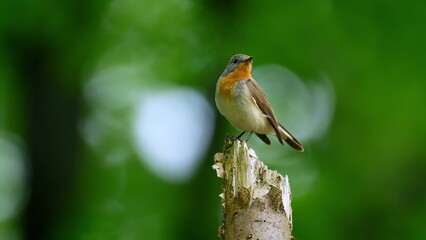 Red Breasted Flycatcher Bird Tree Natural Habitat
