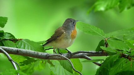 Red Breasted Flycatcher Bird Tree Natural Habitat