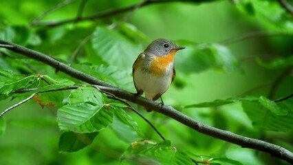 Red Breasted Flycatcher Bird Tree Natural Habitat