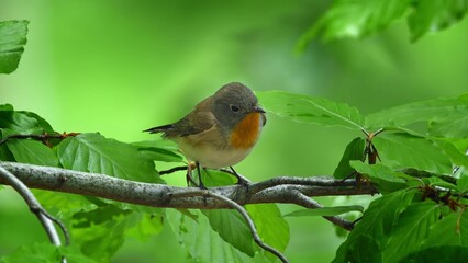 Red Breasted Flycatcher Bird Tree Natural Habitat