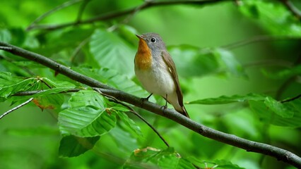 Red Breasted Flycatcher Bird Tree Natural Habitat