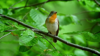 Red Breasted Flycatcher Bird Tree Natural Habitat