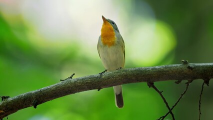 Red Breasted Flycatcher Bird Tree Natural Habitat