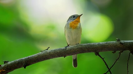 Fototapeta premium Red Breasted Flycatcher Bird Tree Natural Habitat