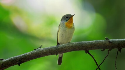 Red Breasted Flycatcher Bird Tree Natural Habitat