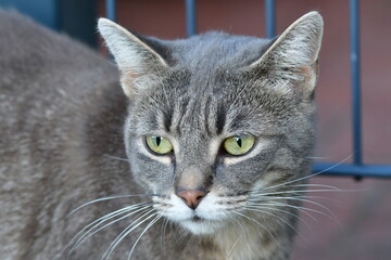 portrait graue katze