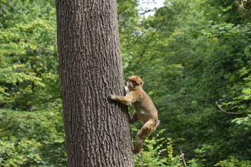 berberaffe klettert an einem baum