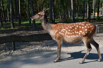 damwild