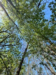 Trees in the sky