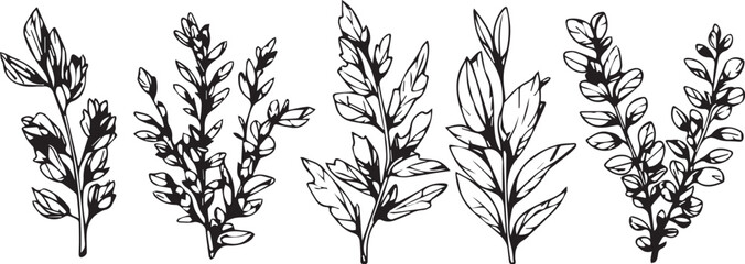 Set plants. Hand drawn vector illustration