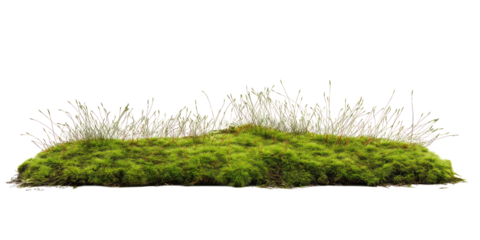 Green mossy surface with intricate network of roots. Vibrant green moss extends across entire image, creating depth, texture. Central positioned, drawing viewer attention. isolated background provides