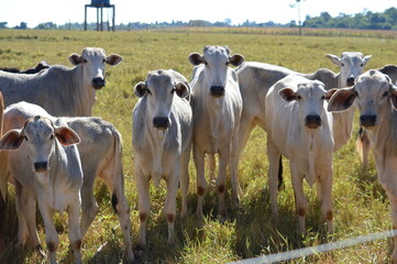 Gado Brahman posing for a family photo.